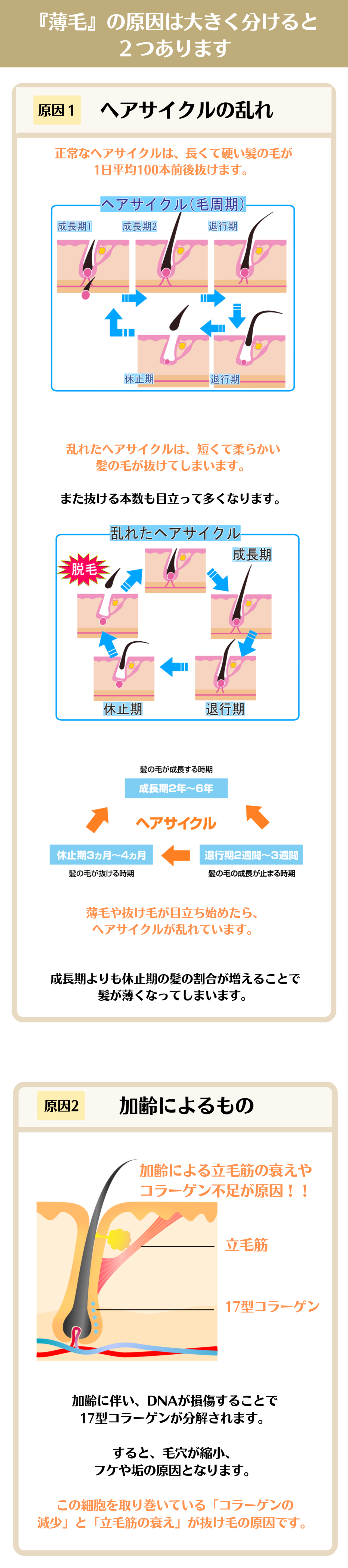 薄毛の原因